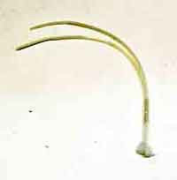 Soldier Story Loose 1/6th Zip Ties (White)(2x) #SSL4-A206
