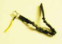 Soldier Story Loose 1/6th Personal Retention Lanyard (OD) #SSL4-A253